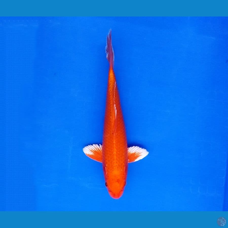 orenji
