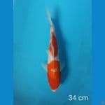 kohaku 34 cm