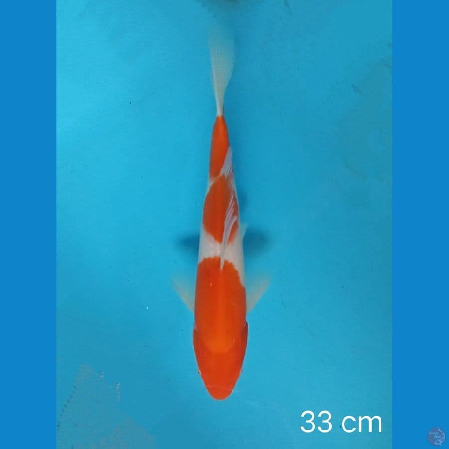 kohaku 33 cm