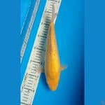 karashi full ginrin 29 cm 