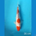 kohaku 35 cm