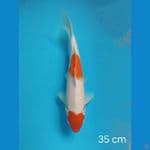kohaku 35 cm