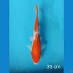 kohaku 33 cm