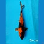 utsuri 36 cm