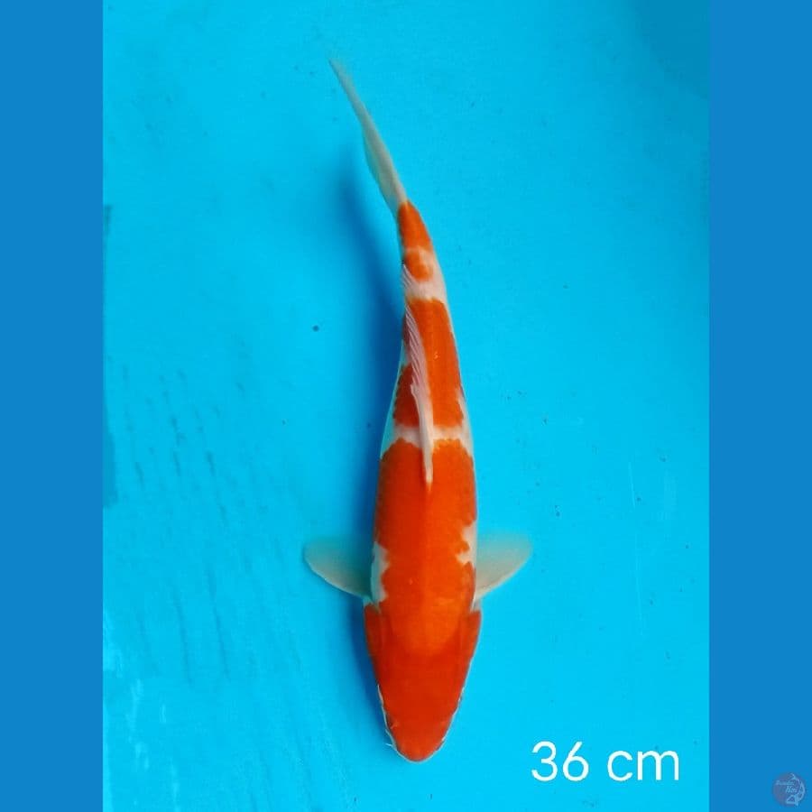 kohaku 36 cm