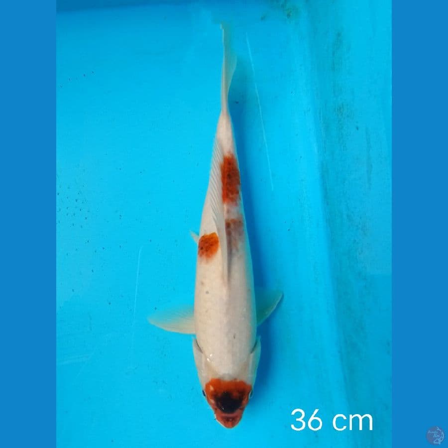 goromo 36 cm