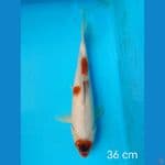 goromo 36 cm