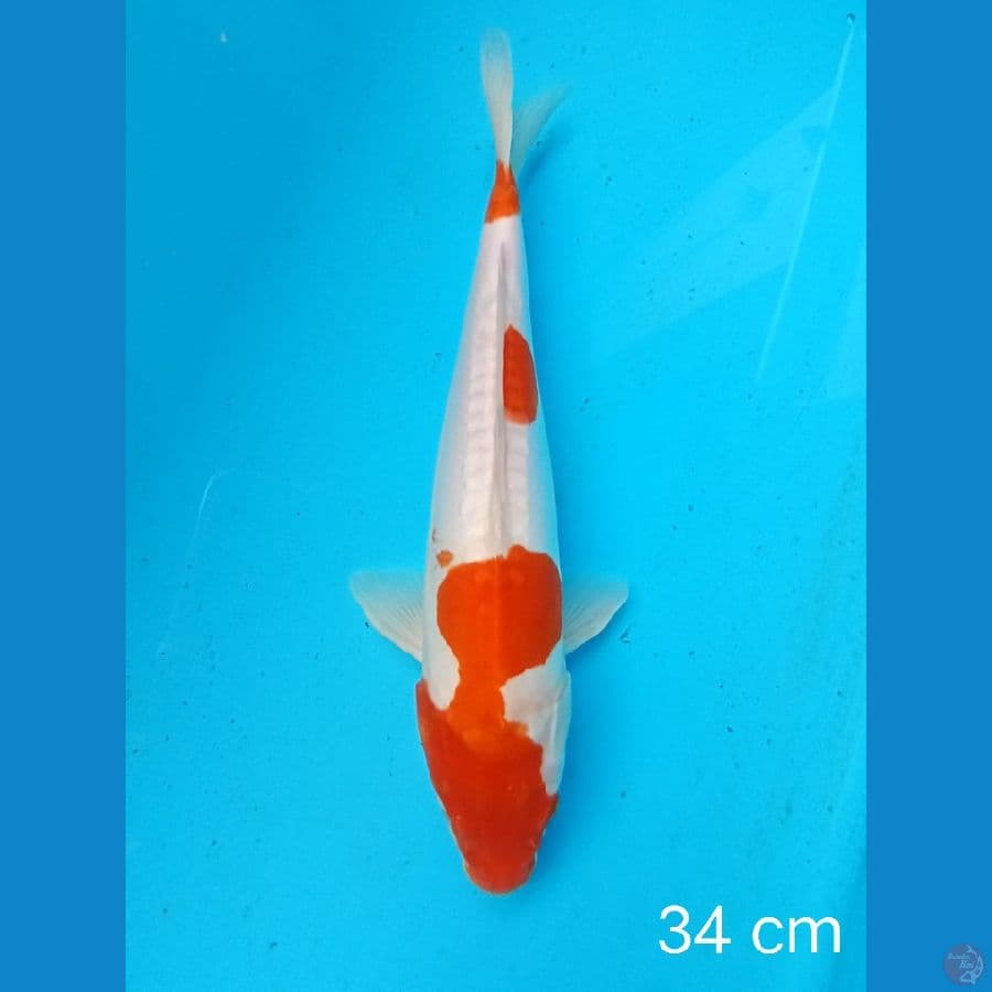 kohaku doit 34 cm