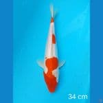 kohaku doit 34 cm