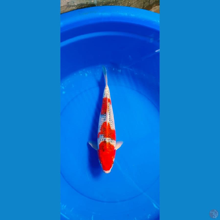 GOSIKI 37 CM MALE