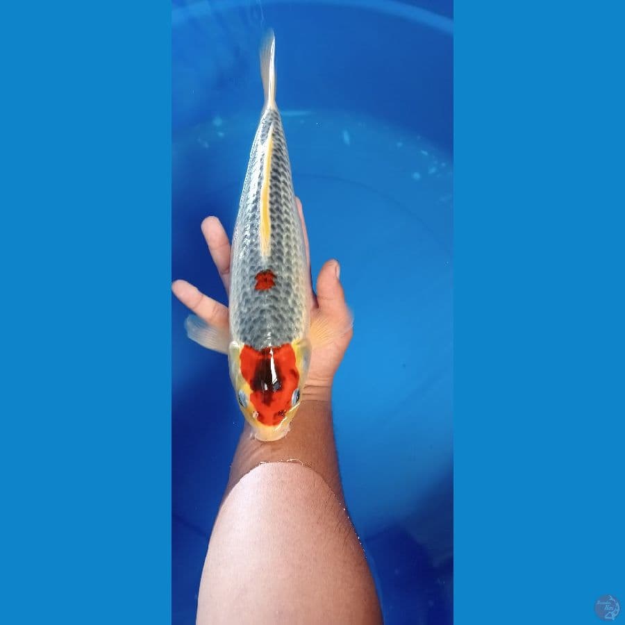 MARUTEN GOSIKI 35 CM
