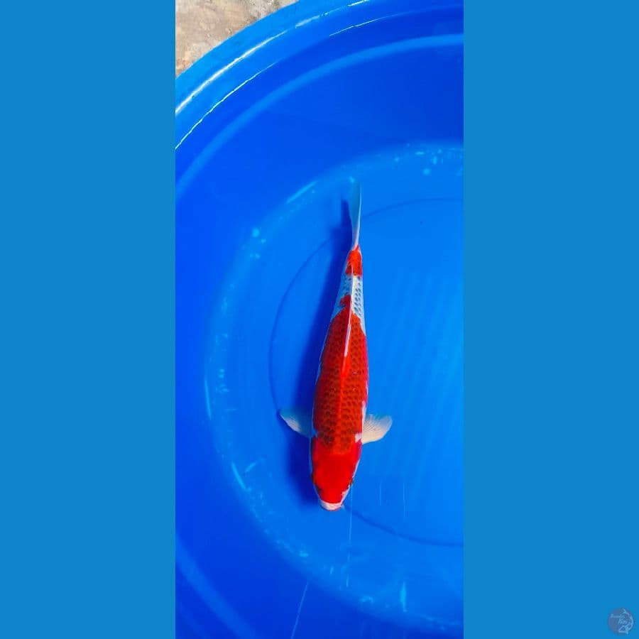 gosiki 39 cm male