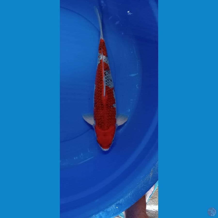 GOSIKI 39 CM 