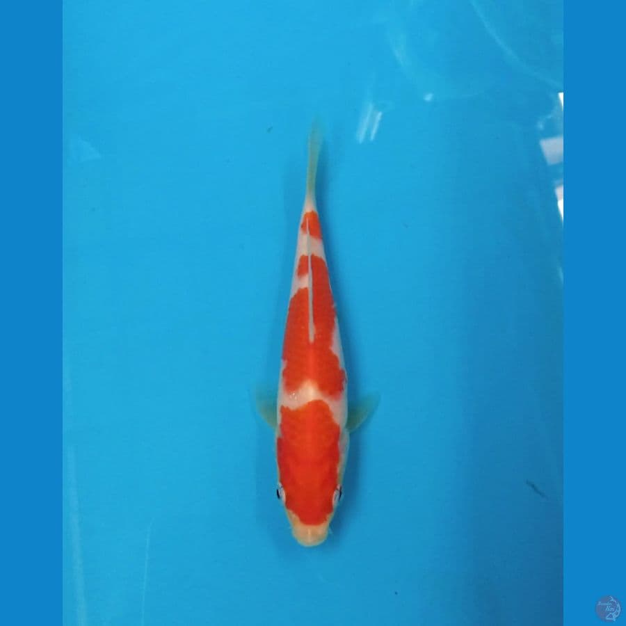 kohaku SQ