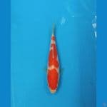 kohaku SQ