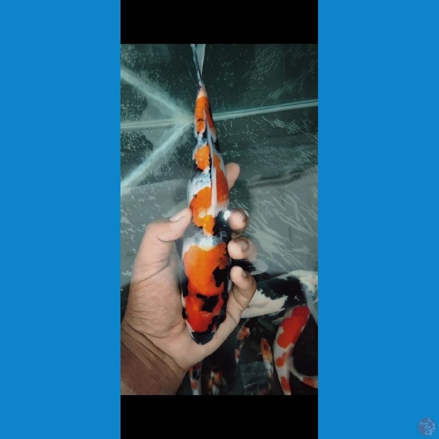 showa male bahan keep 27cm