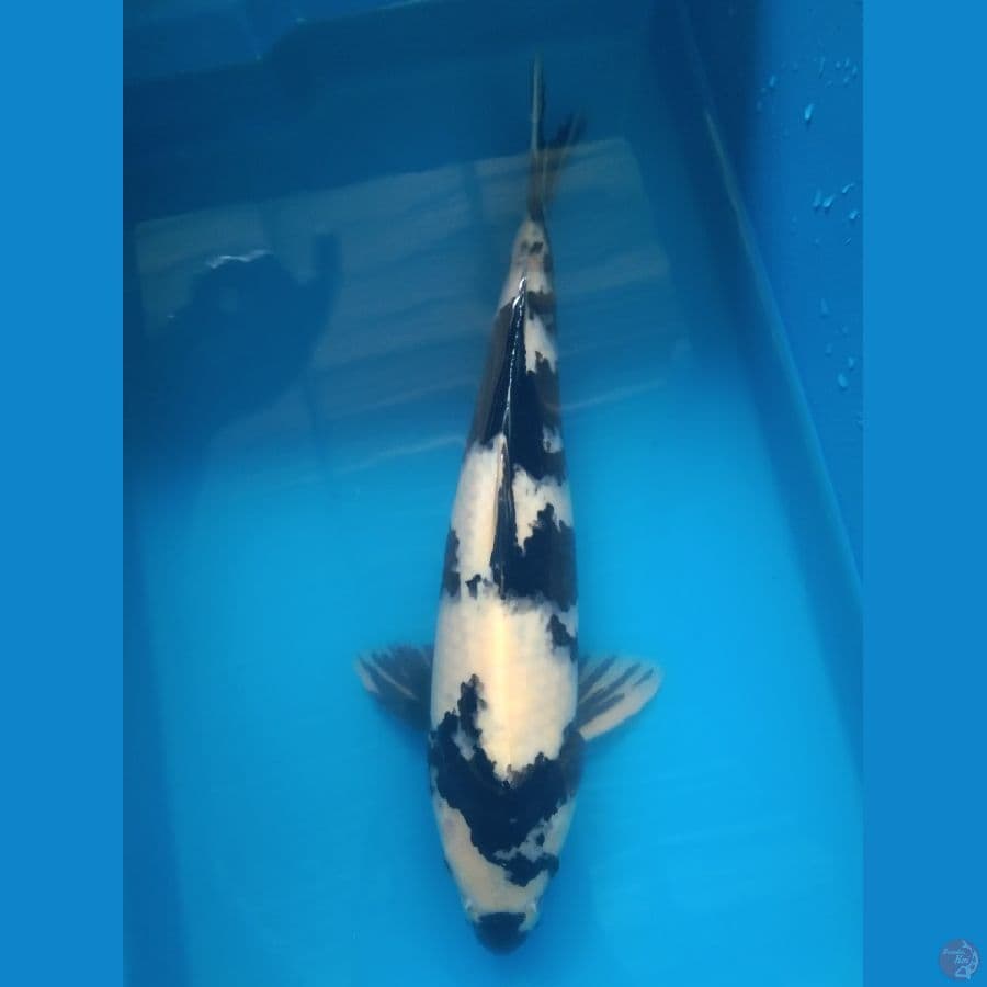 Shiro Utsuri Male 39cm SQ