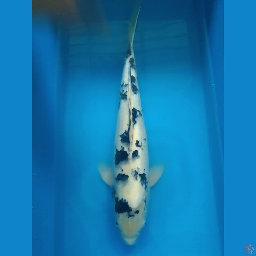 Bekko Male 45cm