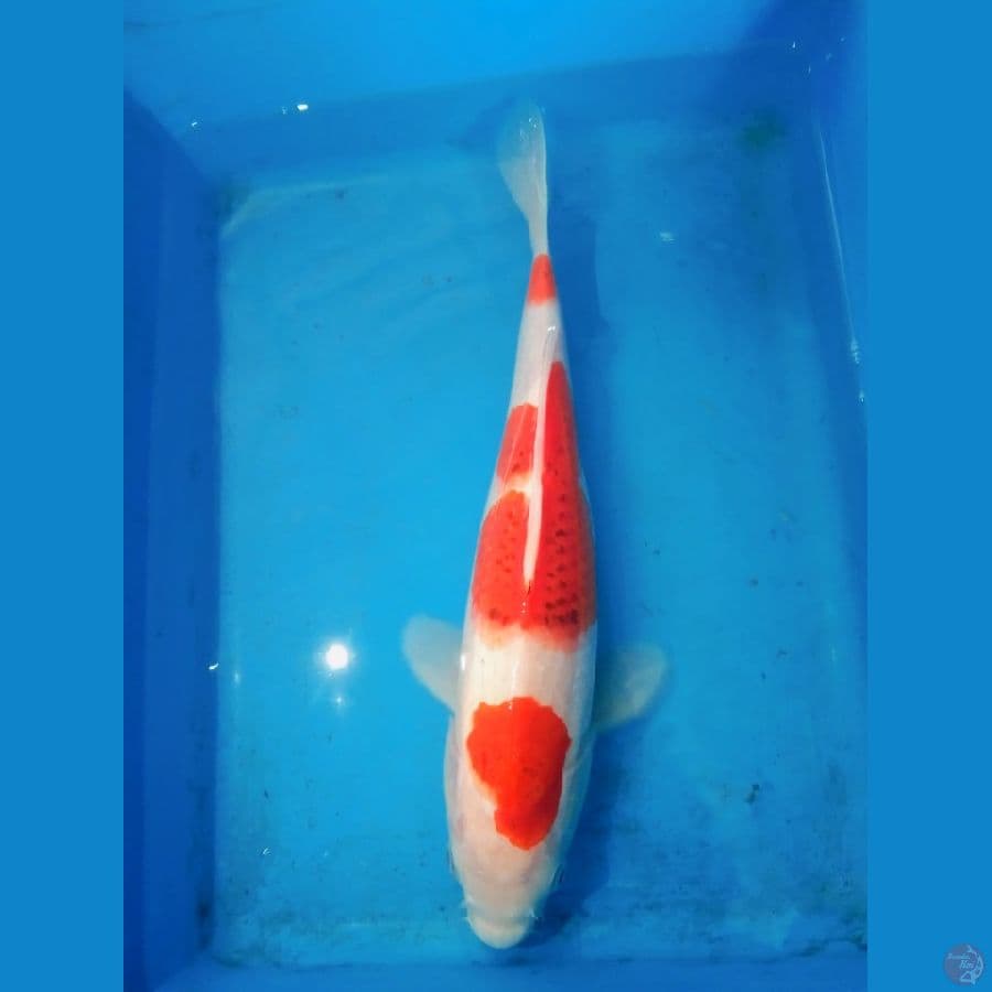 Ai Goromo Male 30BU
