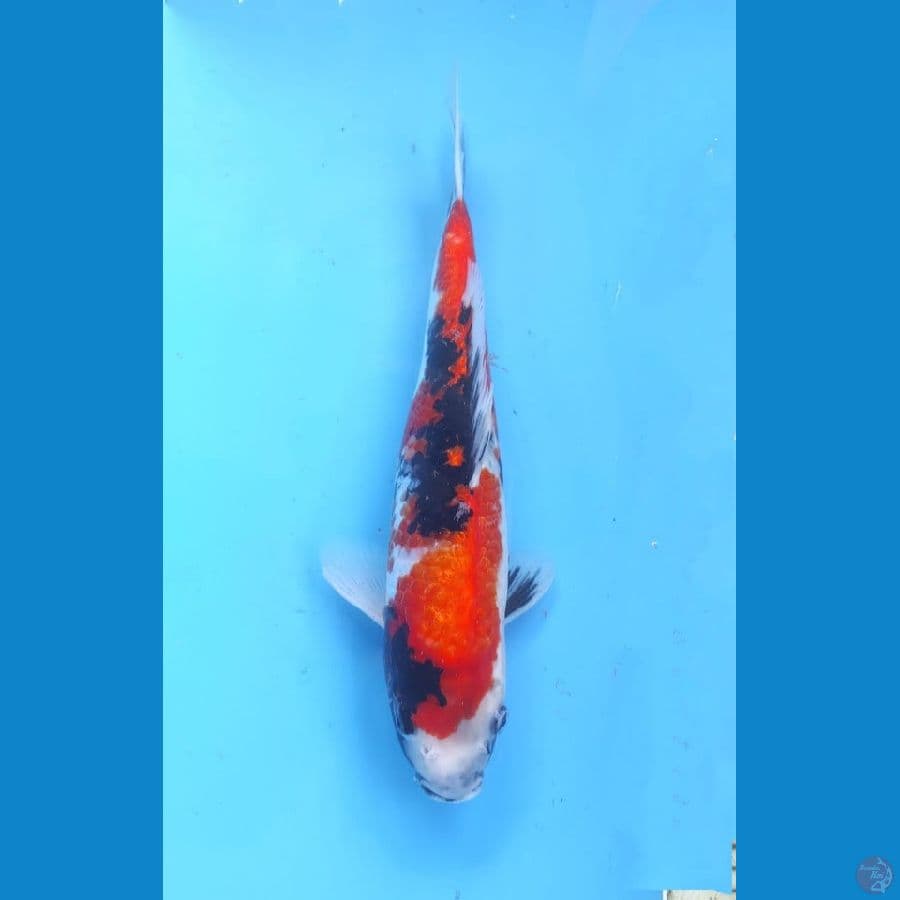 Showa Ginrin 34cm Import serti Ogata