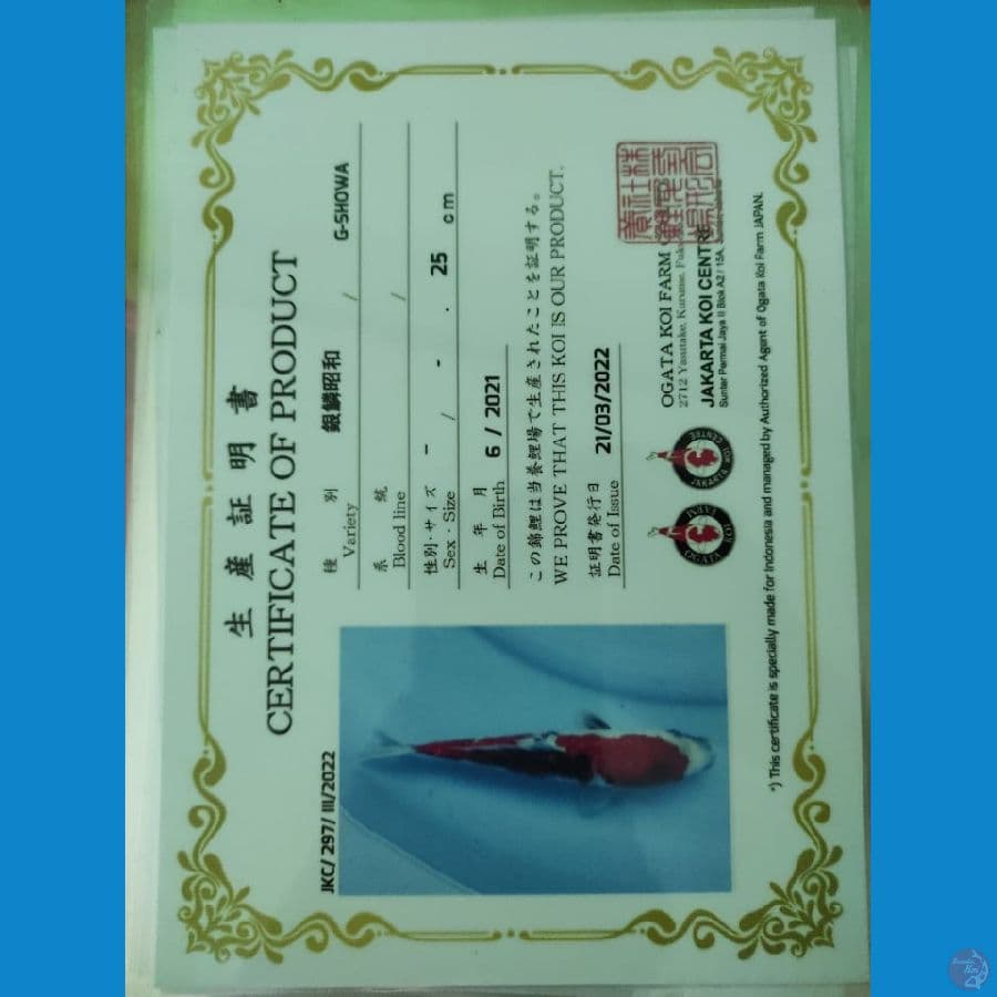 Showa Ginrin 34cm Import serti Ogata