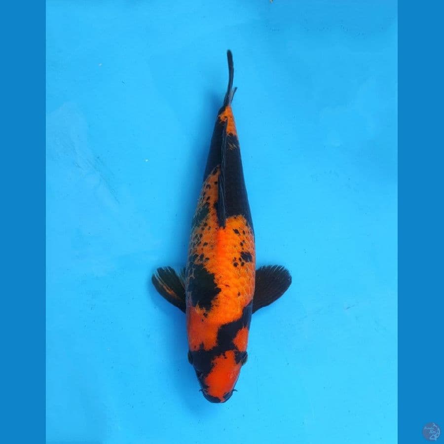 Hi - Utsuri 38cm Genjiro