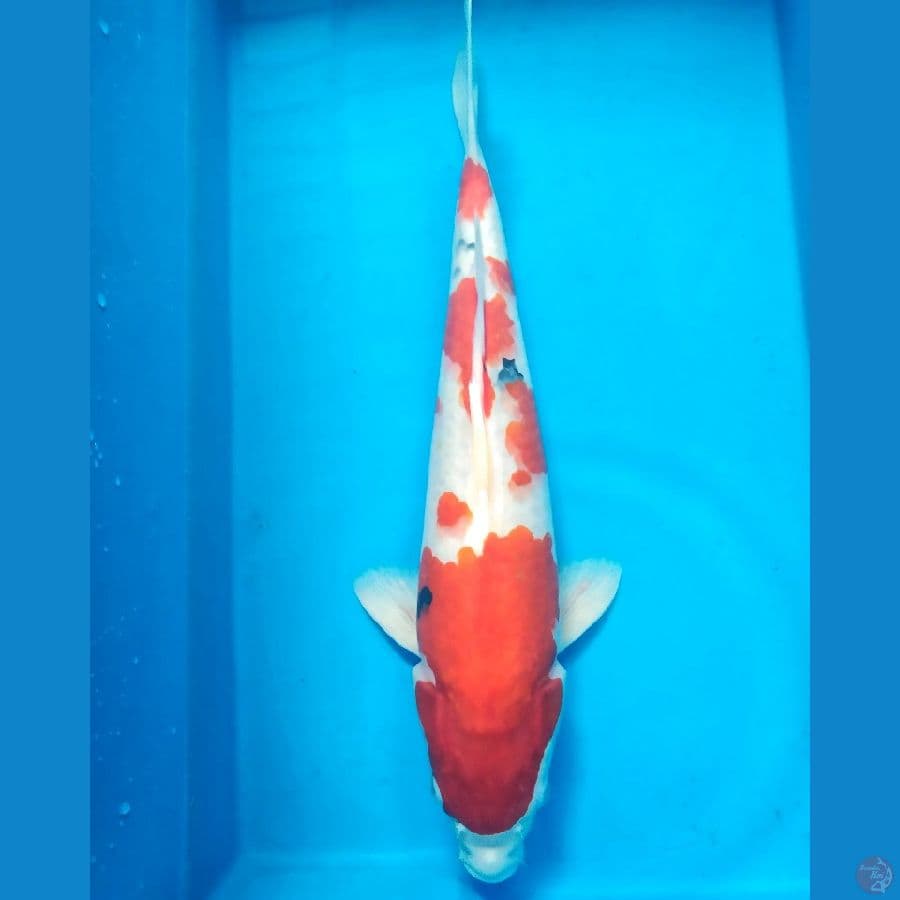Sanke Male 35cm
