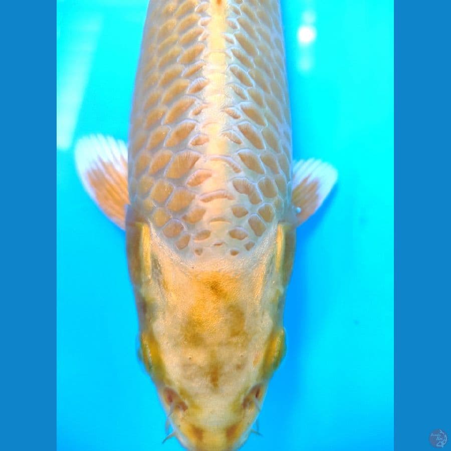 ogon 26cm Male