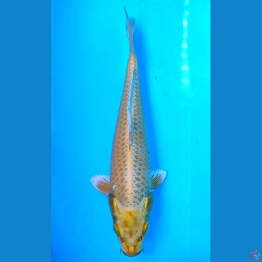 ogon 26cm Male