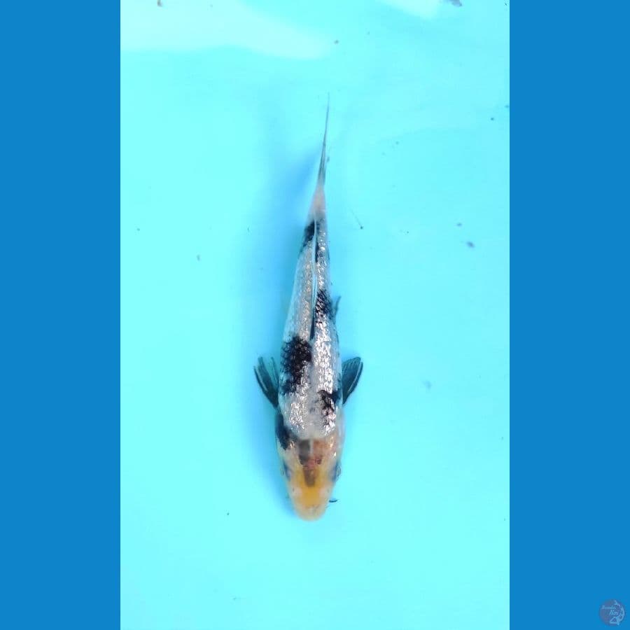 12 cm ginrin padat