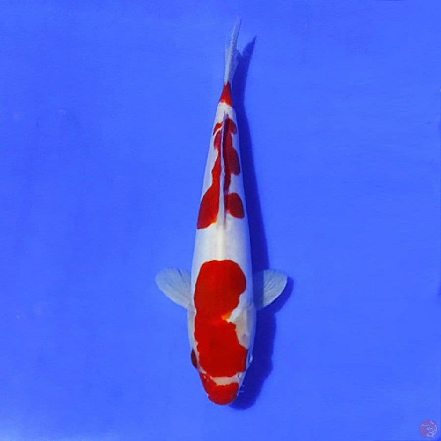 red doitsu kohaku murni 23cm/M