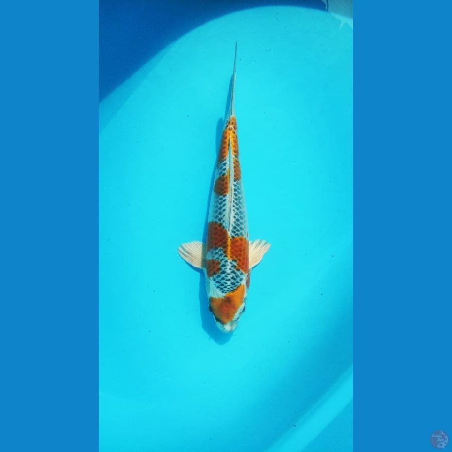 Kujaku Male 37cm 