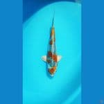 Kujaku Male 37cm 