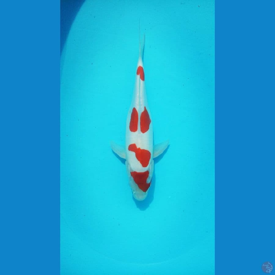 Kohaku Doitsu 33cm
