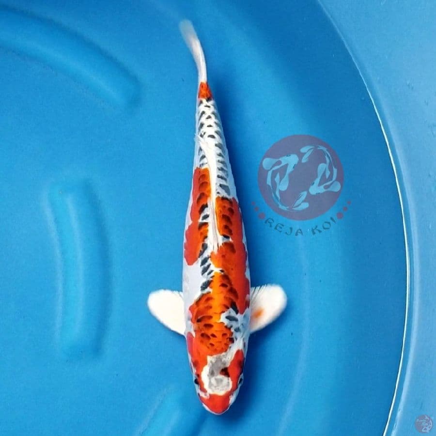 DOITSU KUJAKU 35 CM MALE