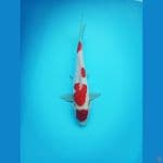 Kohaku Doitsu 31cm