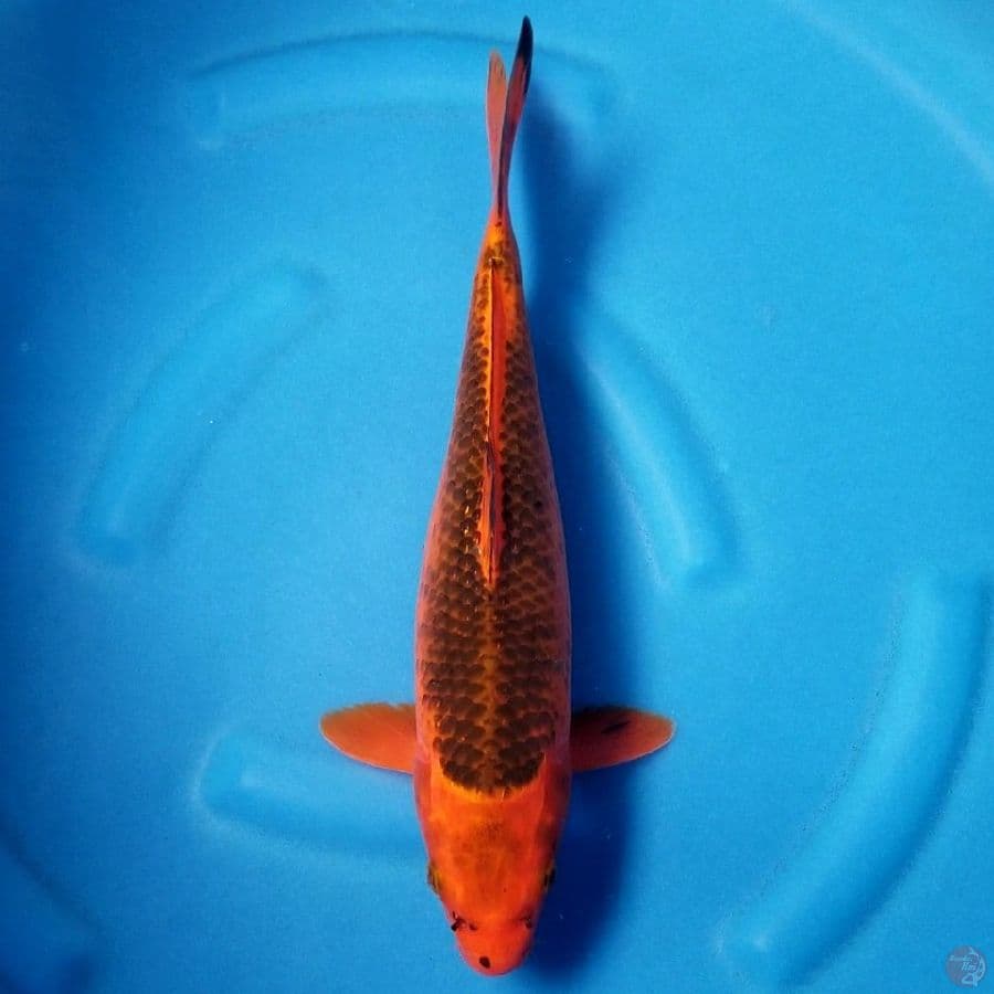 AKA MATSUBA 42 CM MALE
