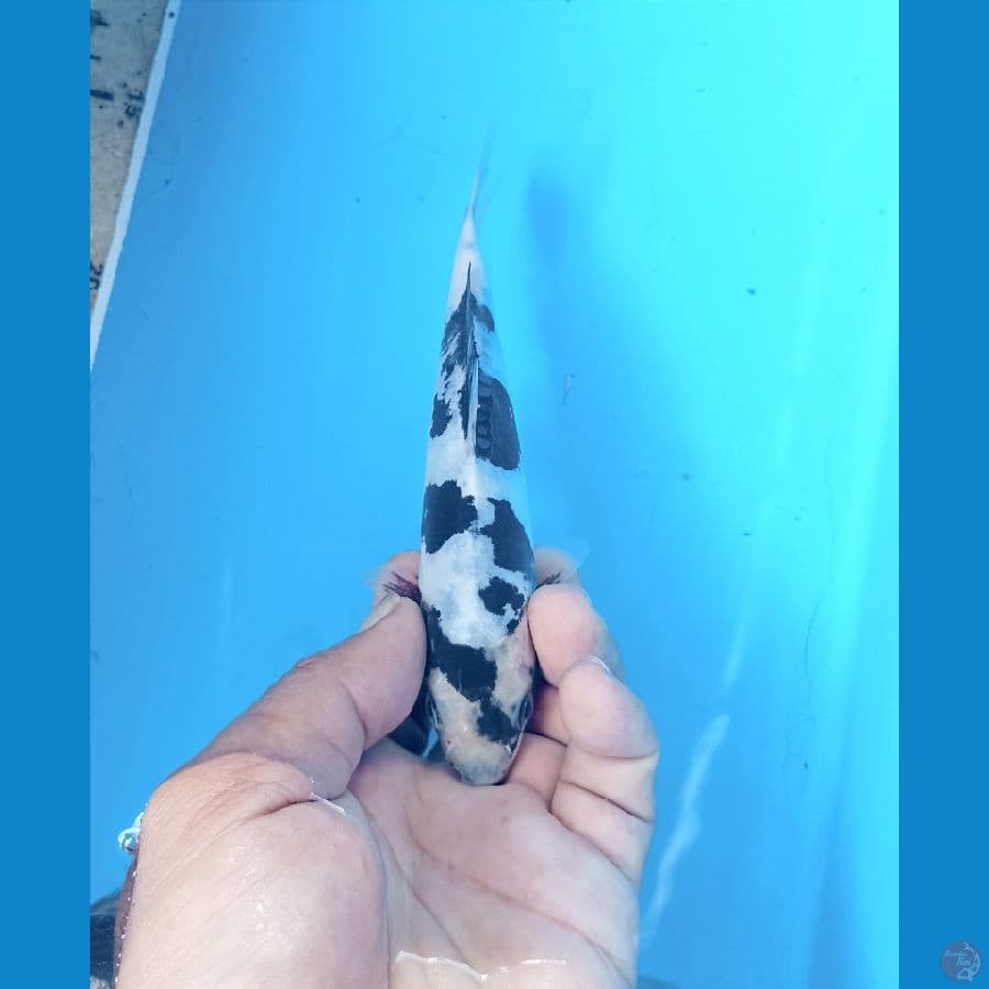 Shiro doit 17cm