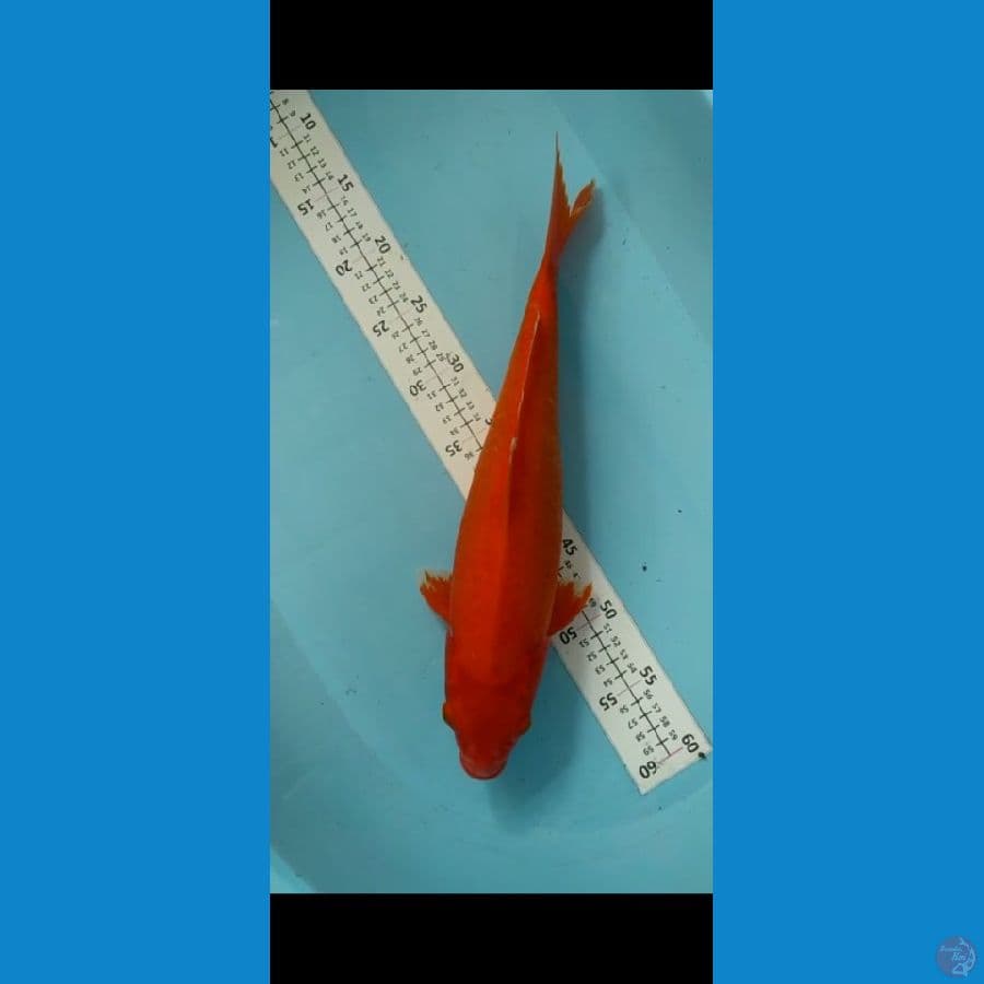 Bulky strong 41cm 
