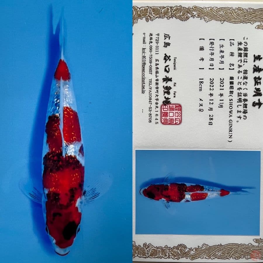 SHOWA GINRIN TANIGUCHI 18 CM