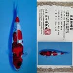 SHOWA GINRIN TANIGUCHI 18 CM