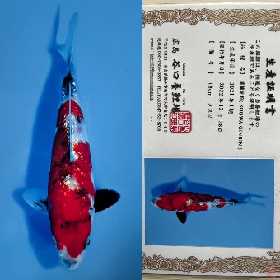 SHOWA GINRIN TANIGUCHI 18 CM