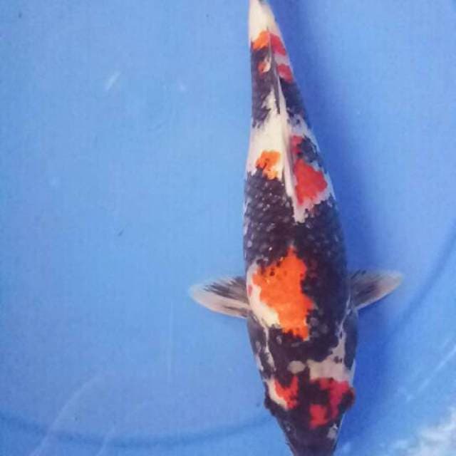 Showa Sanshoku, HQ