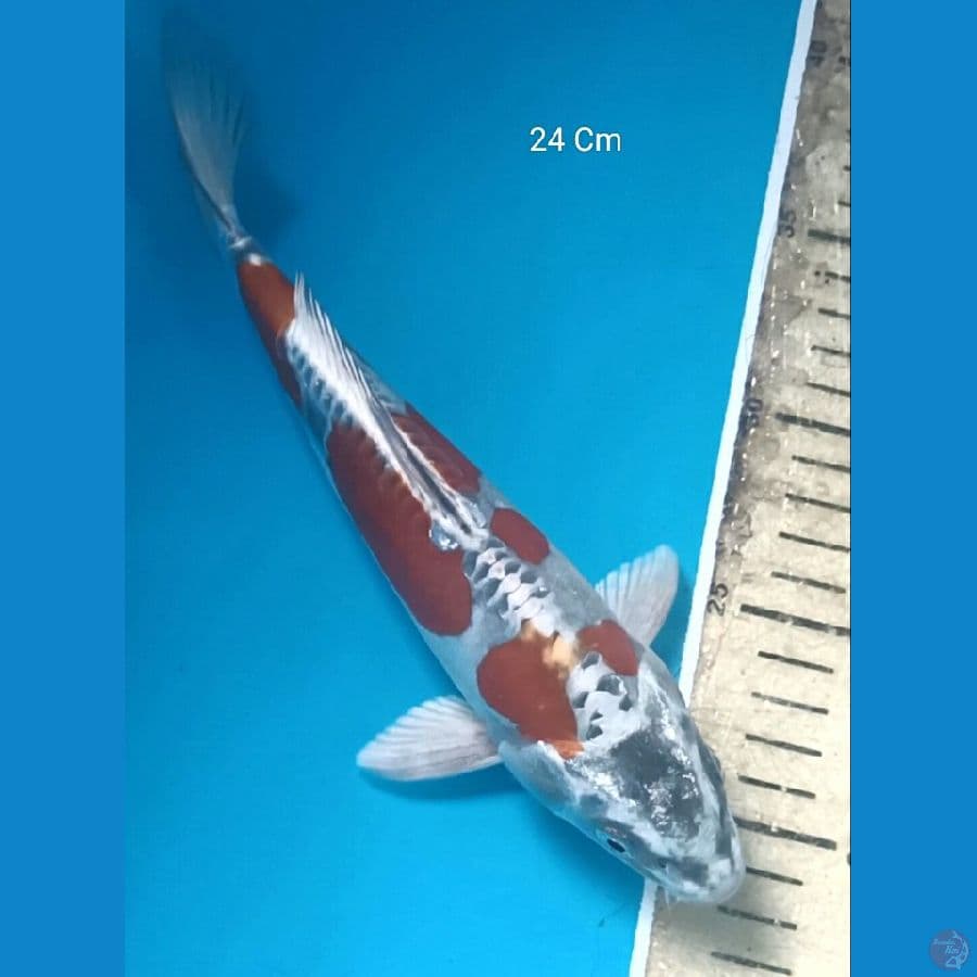 Kiko 24 Cm