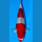 Sakai Kohaku