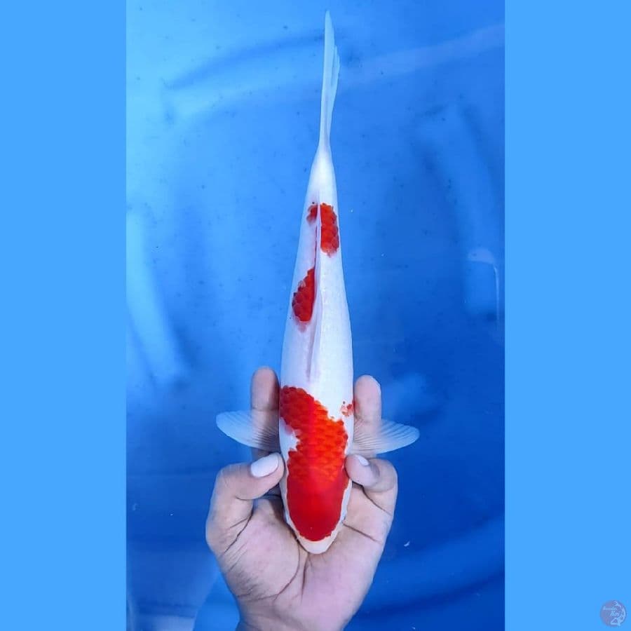 (28CM) KOHAKU ORIGINAL MANTAP - M