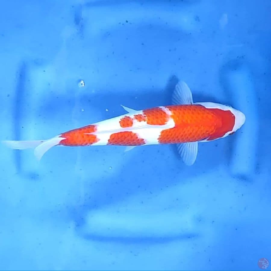 (30CM) KOHAKU KANOKO JOZZ  - F