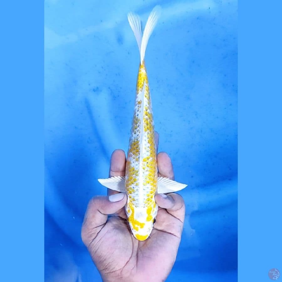 (23CM) ANTIK HARIWAKE - M