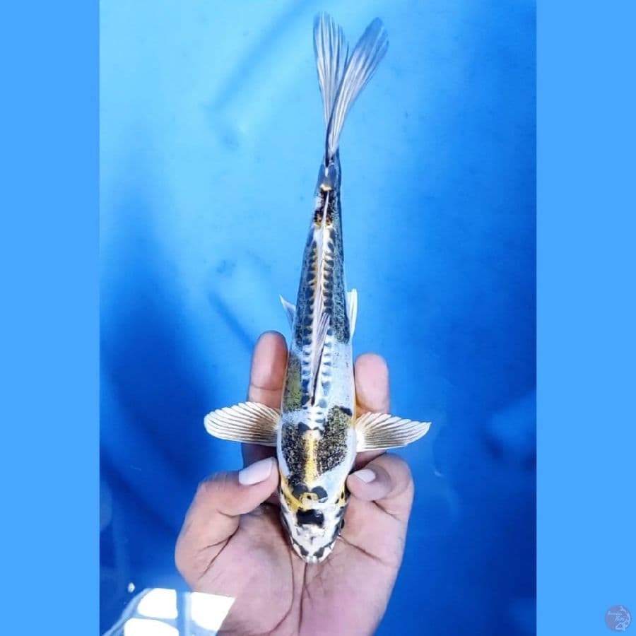 (24CM) RARE KAWARIMONO - M