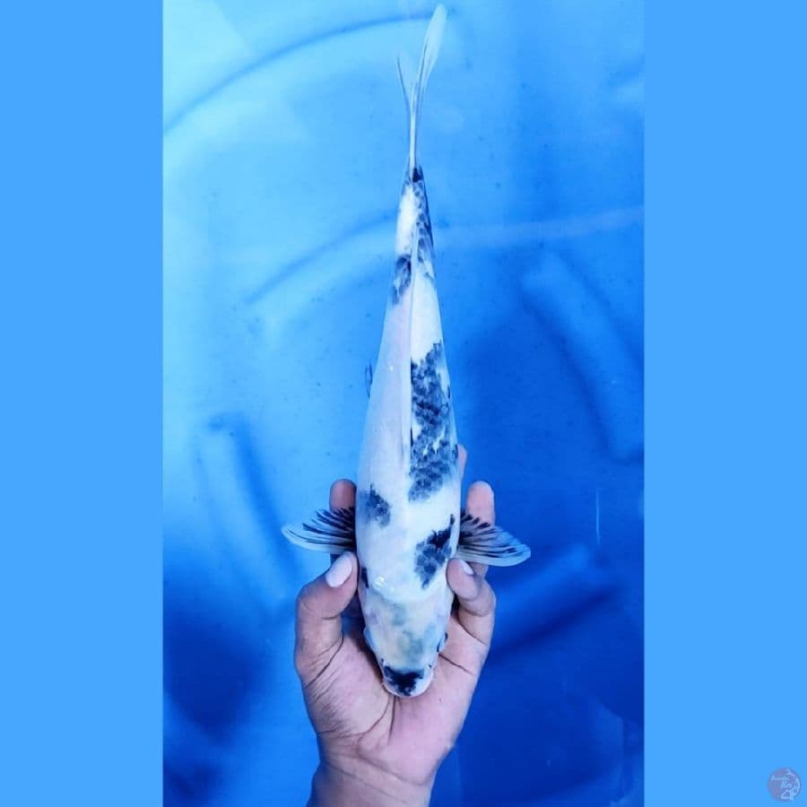 (33CM) SHIRO TATEGOI MANTAP - F
